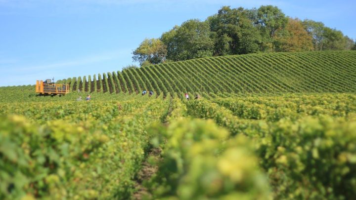 En grundig guide til vinområder og druer